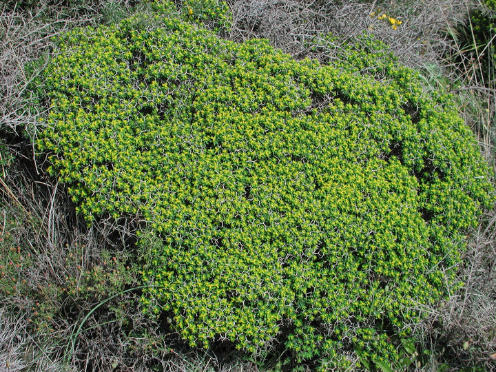 Euphorbia acanthothamnus