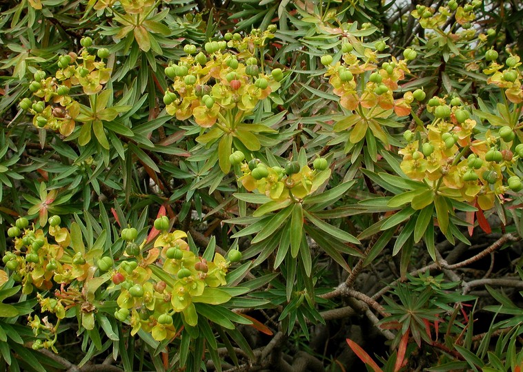 Euphorbia dendroides