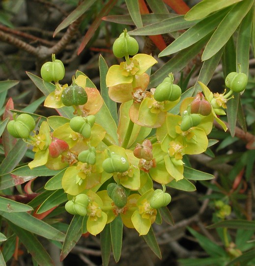 Euphorbia dendroides