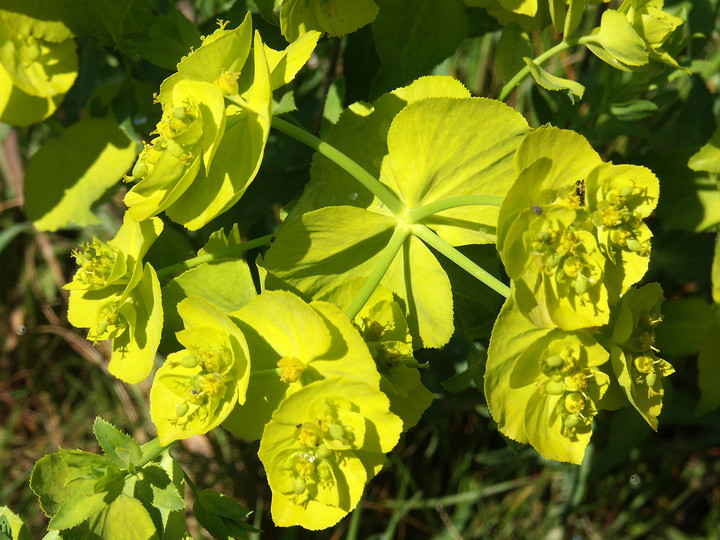 Euphorbia serrata