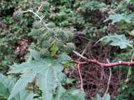 Ricinus communis