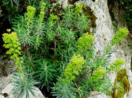 Euphorbia characias 