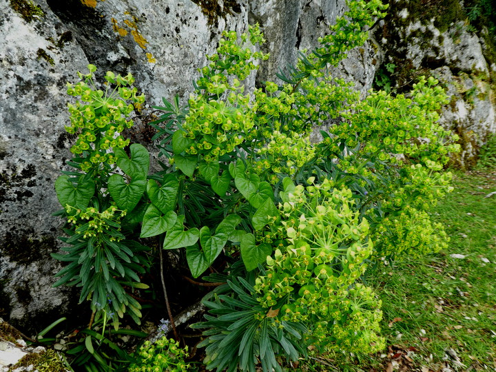 Euphorbia characias 