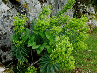 Euphorbia characias 