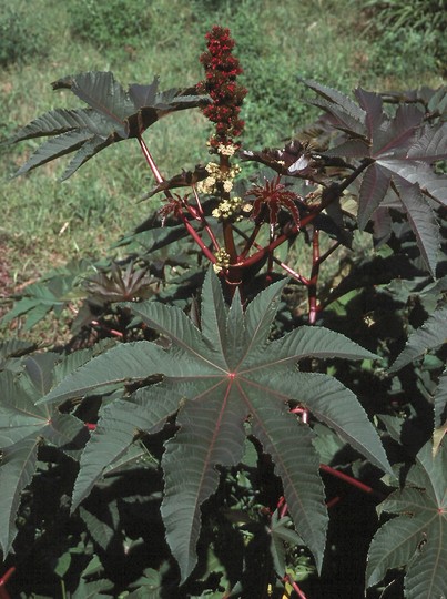 Ricinus communis