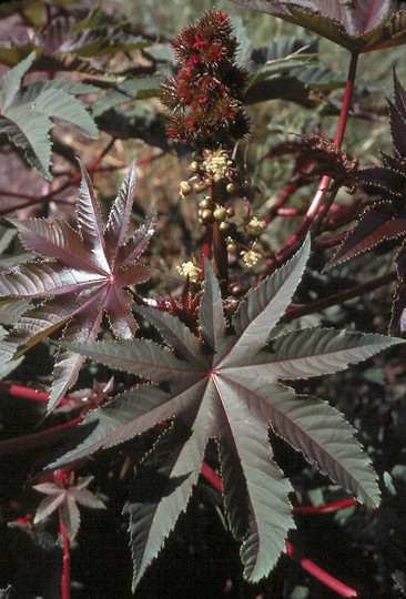 Ricinus communis