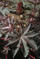 Ricinus communis