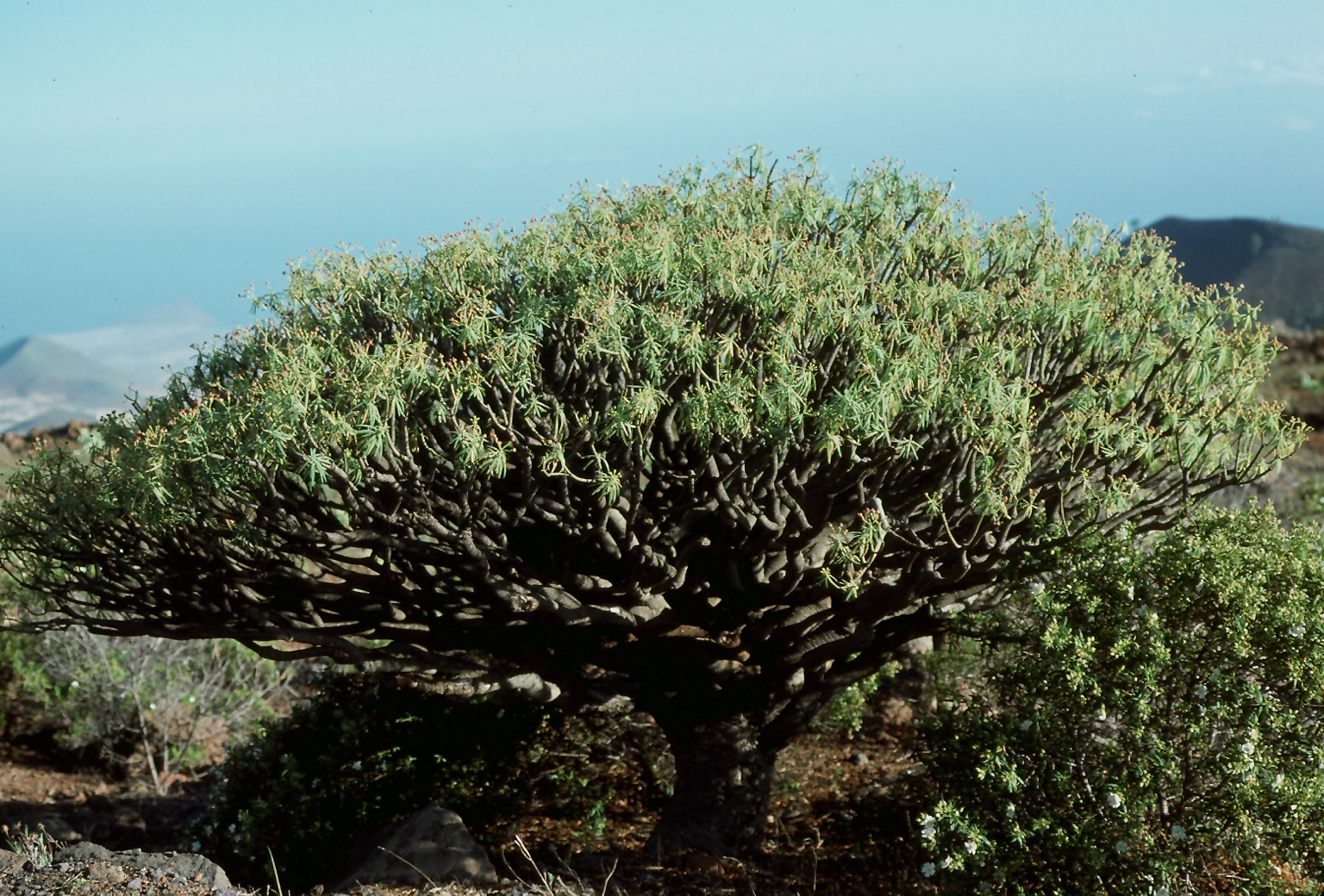 Euphorbia regis-jubae