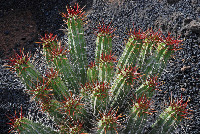 Euphorbia handiensis