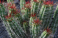 Euphorbia handiensis