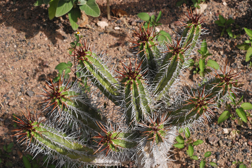 Euphorbia handiensis