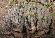 Euphorbia handiensis