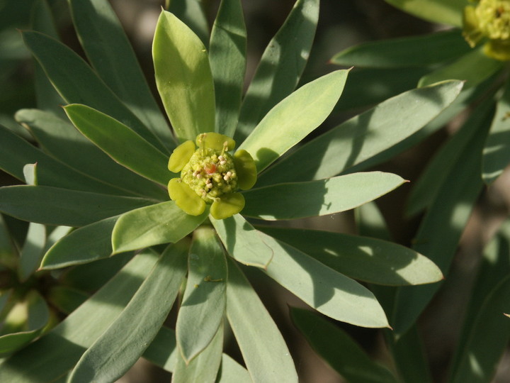 Euphorbia balsamifera