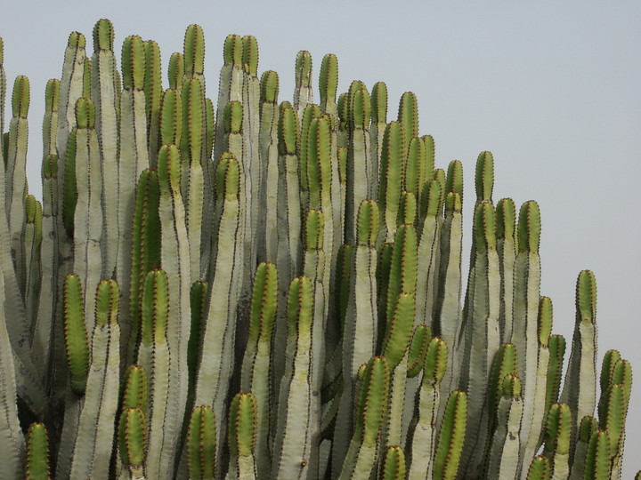 Euphorbia canariensis