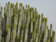 Euphorbia canariensis