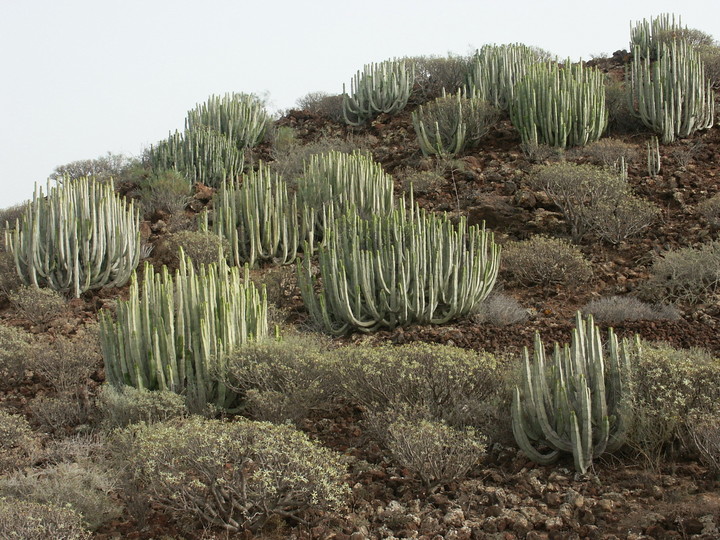 Euphorbia canariensis