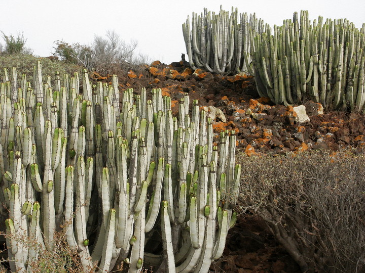 Euphorbia canariensis