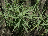 Euphorbia regis-jubae