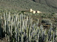 Euphorbia canariensis