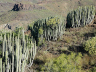 Euphorbia canariensis