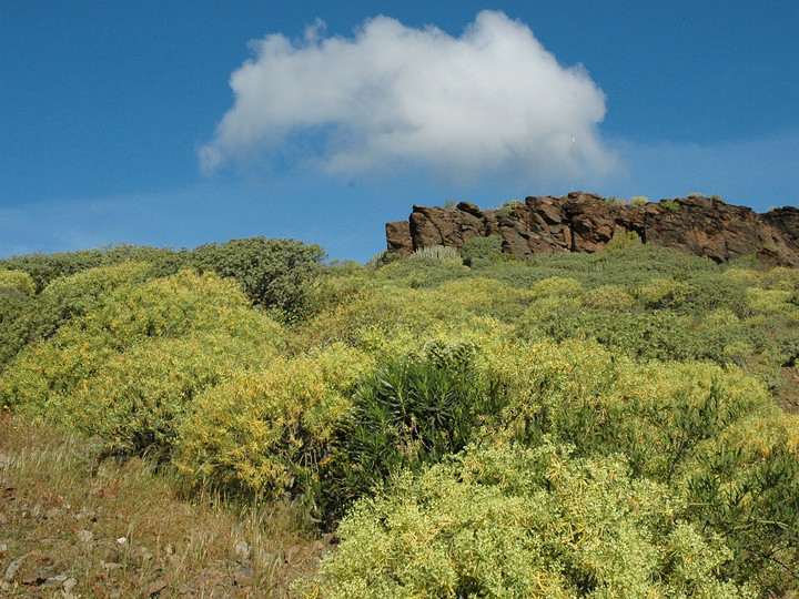 Euphorbia obtusifolia