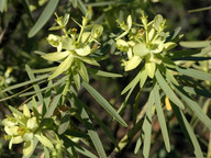 Euphorbia obtusifolia