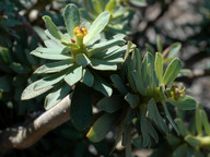 Euphorbia balsamifera