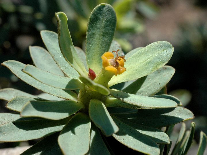 Euphorbia balsamifera