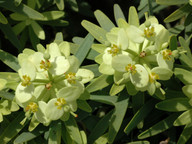 Euphorbia obtusifolia