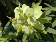 Euphorbia obtusifolia