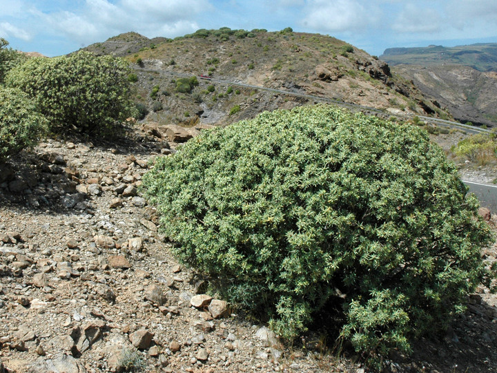 Euphorbia balsamifera