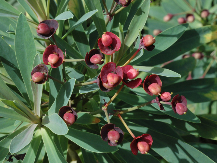 Euphorbia atropurpurea