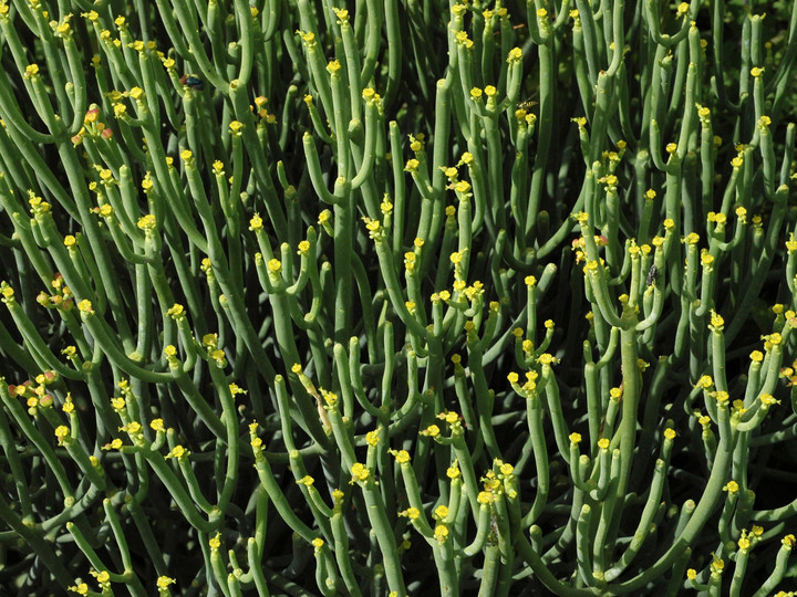 Euphorbia aphylla