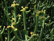 Euphorbia aphylla