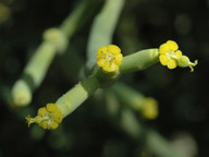 Euphorbia aphylla