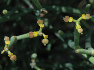 Euphorbia aphylla