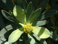 Euphorbia balsamifera