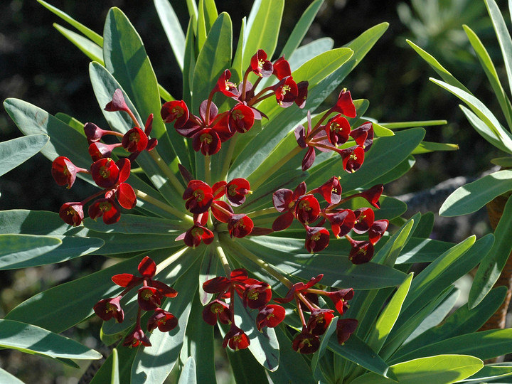 Euphorbia atropurpurea