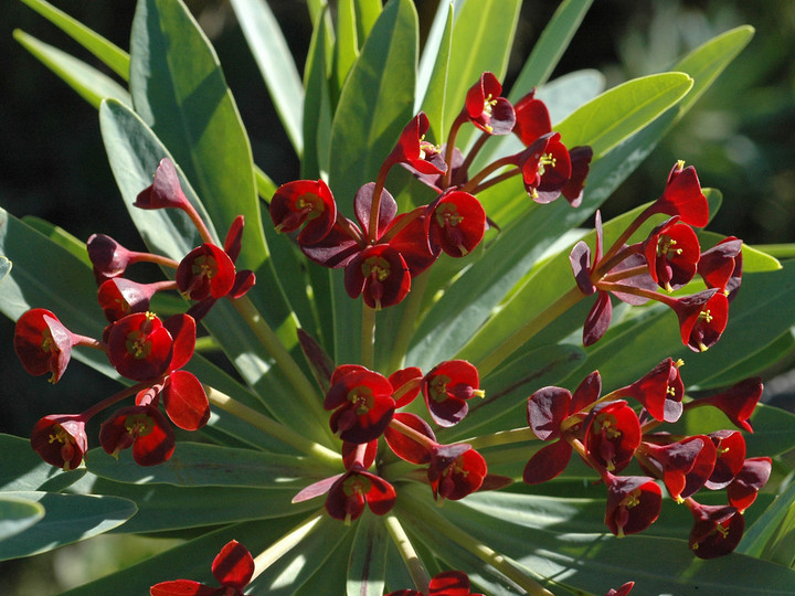 Euphorbia atropurpurea