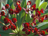 Euphorbia atropurpurea