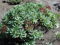 Euphorbia atropurpurea