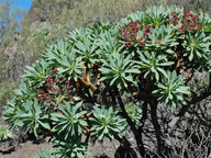 Euphorbia atropurpurea