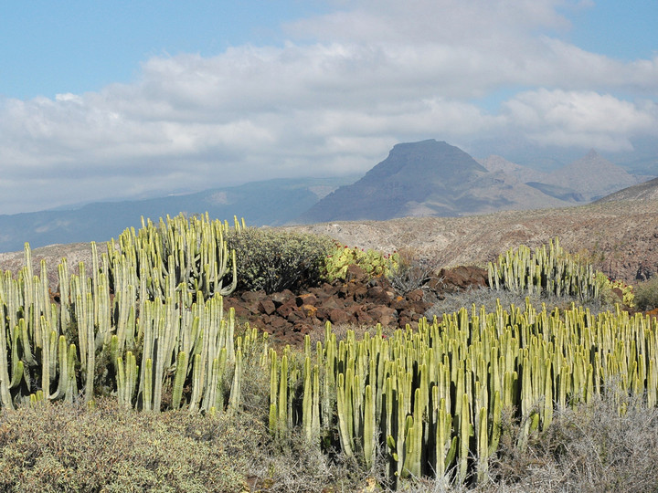 Euphorbia canariensis