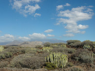 Euphorbia canariensis