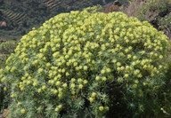 Euphorbia obtusifolia