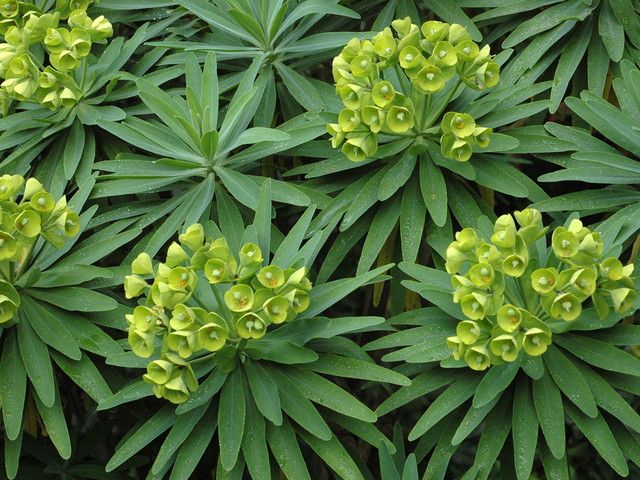 Euphorbia lambii