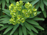 Euphorbia lambii