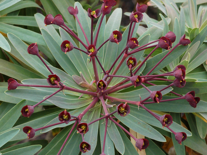 Euphorbia bravoana