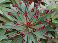 Euphorbia bravoana