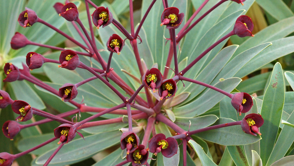 Euphorbia bravoana